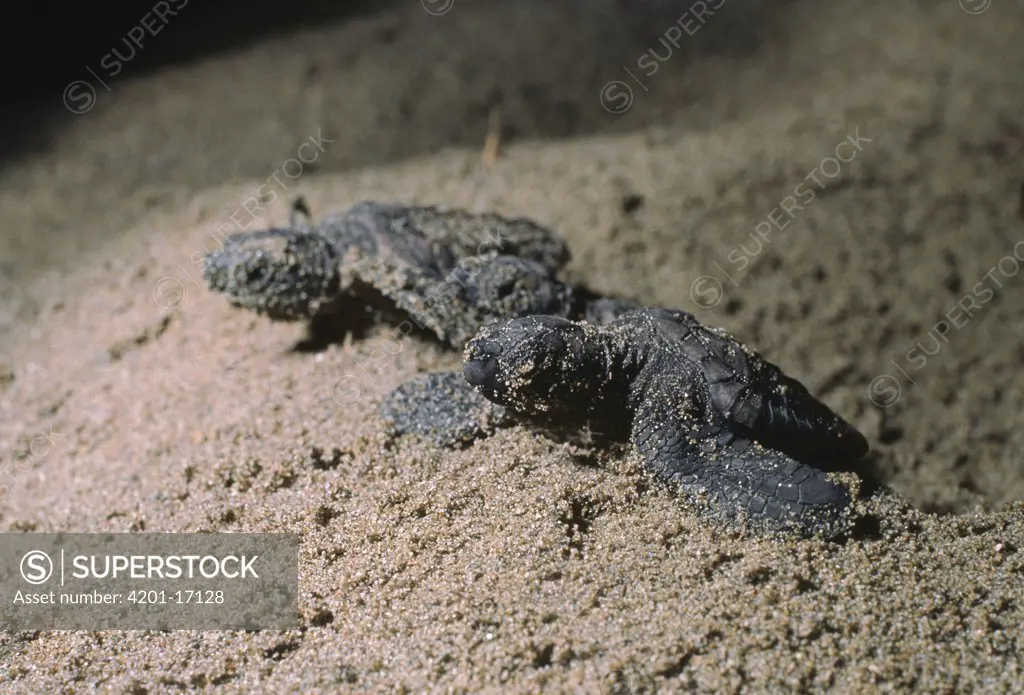 Loggerhead Sea Turtle (Caretta caretta) hatchlings emerging from underground nest on sandy beach, Australia