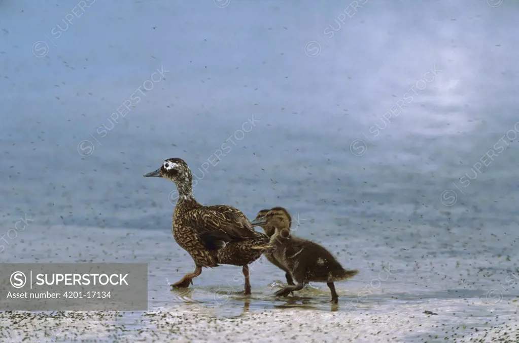 Laysan Duck (Anas laysanensis) with two ducklings feeding on flies at shoreline, critically endangered, Hawaii