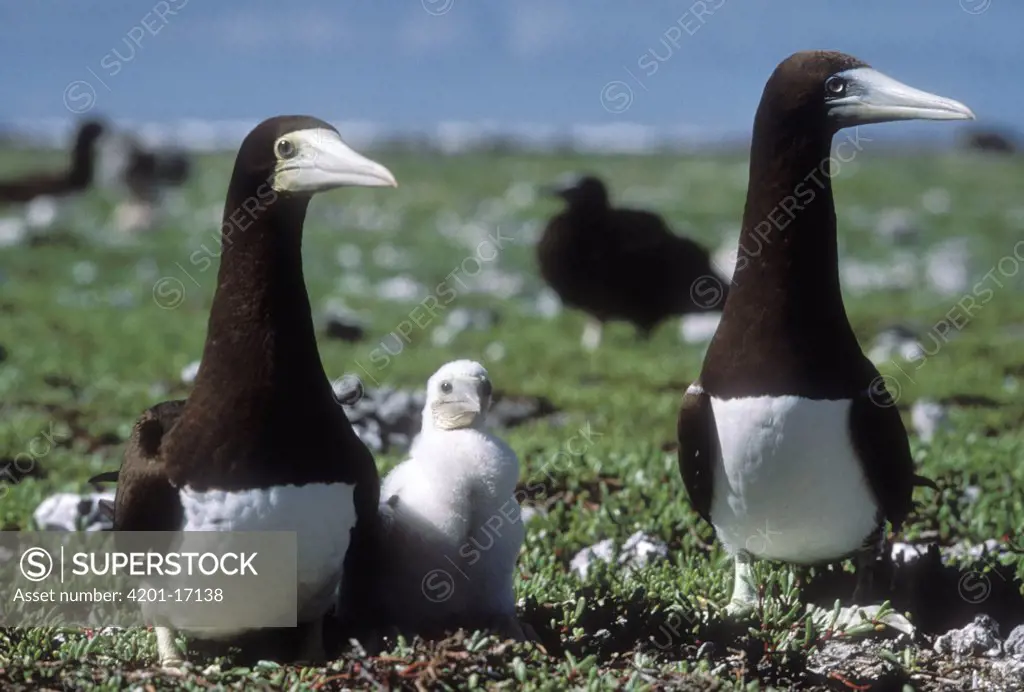 Brown Booby (Sula leucogaster) family in nesting colony, Hawaii
