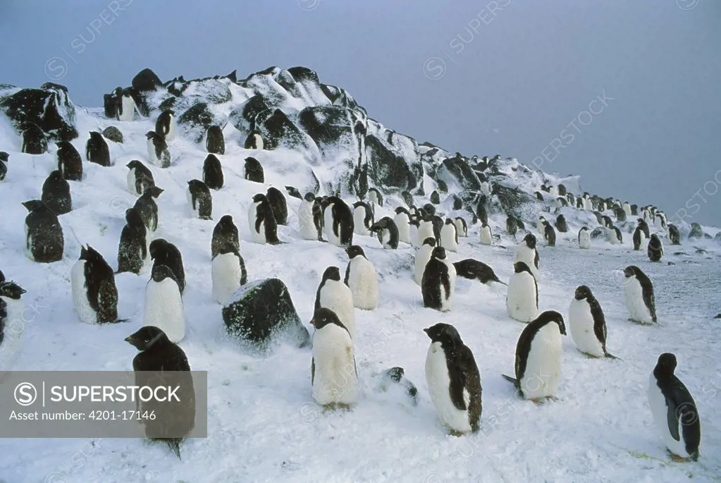 Adelie Penguin (Pygoscelis adeliae) nesting colony on hillside, Antarctica