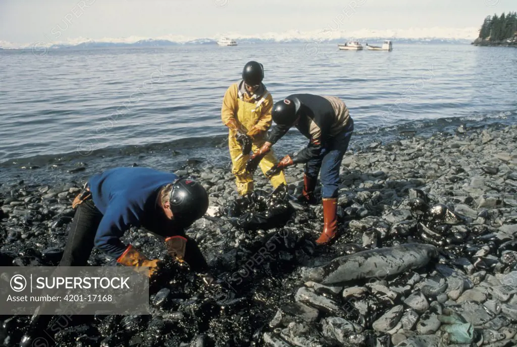 Workers attempting to clean oil residue off of local beaches after the Exxon Valdez oil spill, Alaska