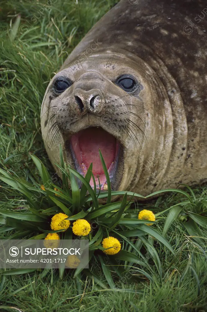 Southern Elephant Seal (Mirounga leonina) yearling calling, Tucker Cove, Campbell Island, sub-Antarctica New Zealand