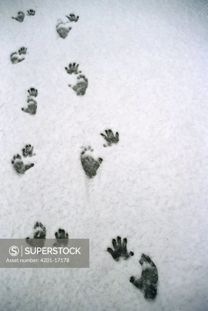 Japanese Macaque (Macaca fuscata) footprints in snow, Japan