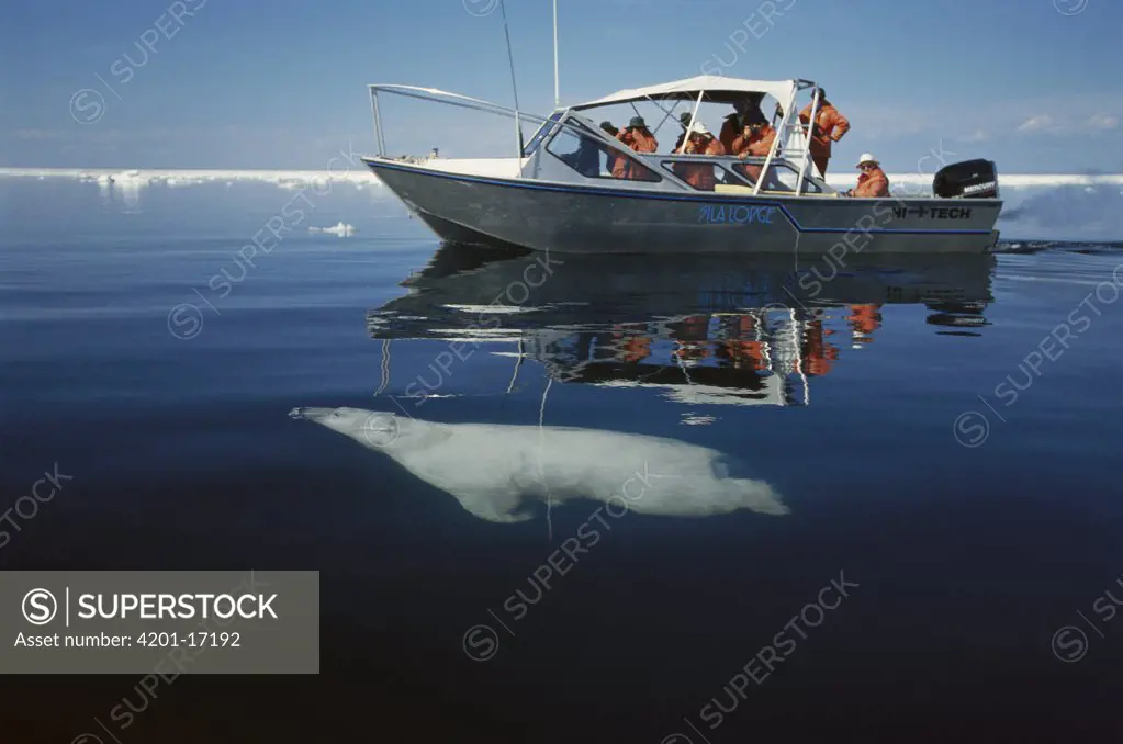 Polar Bear (Ursus maritimus) swimming near tour boat, Wager Bay, Canada