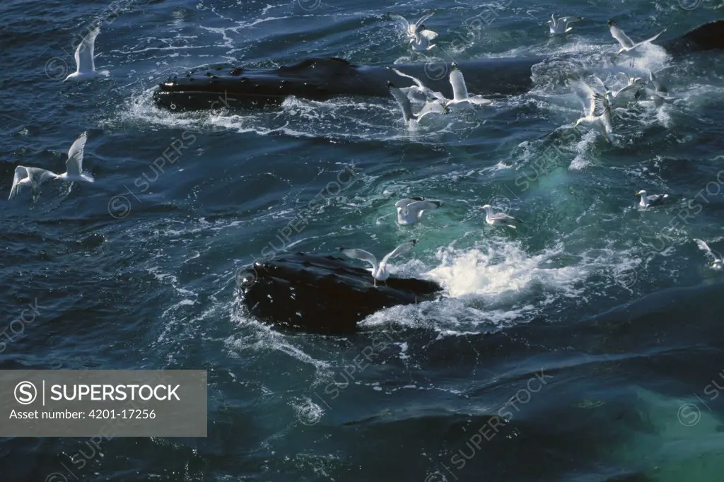 Humpback Whale (Megaptera novaeangliae) feeding with gulls waiting for leftovers, Stellwagen Bank National Marine Sanctuary, Massachusetts