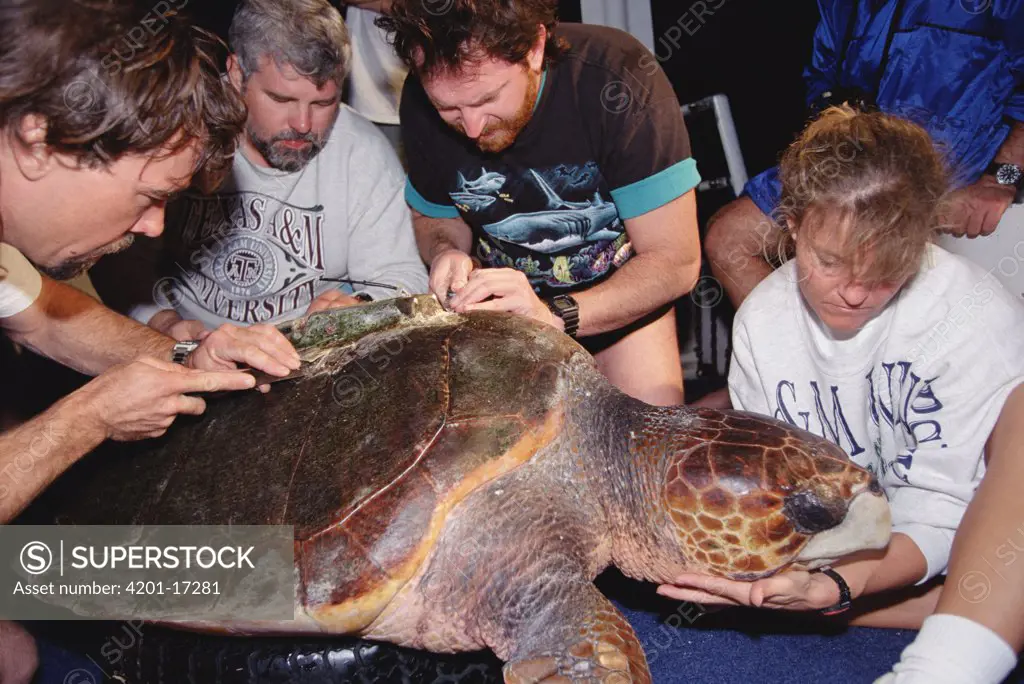 Loggerhead Sea Turtle (Caretta caretta) being outfitted with a satellite tracking device, Flower Garden Banks National Marine Sanctuary, Louisiana