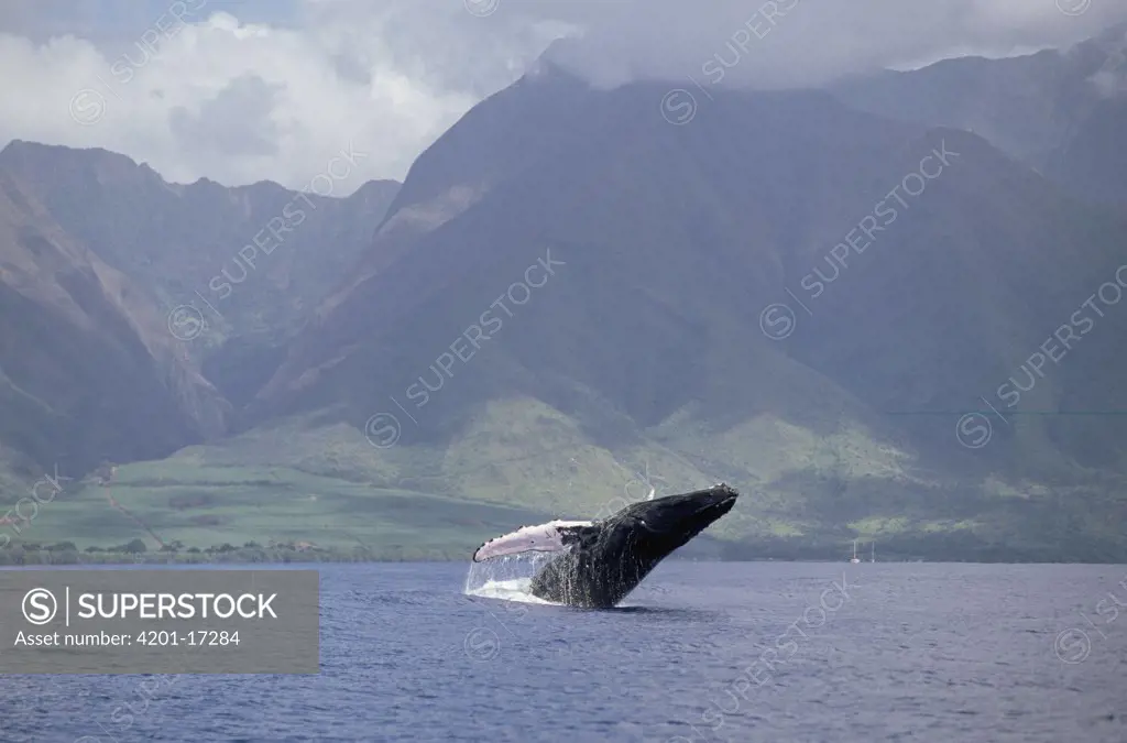 Humpback Whale (Megaptera novaeangliae) breaching, Hawaiian Islands Humpback Whale National Marine Sanctuary, Hawaii