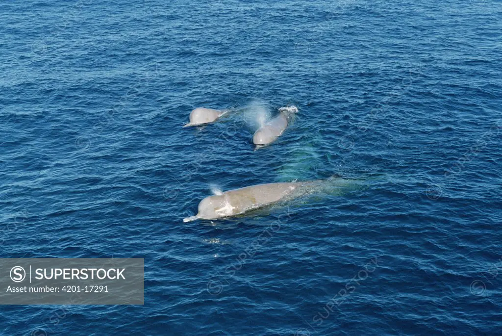 Bottlenose Whale (Hyperoodon ampullatus) trio surfacing, Nova Scotia, Canada