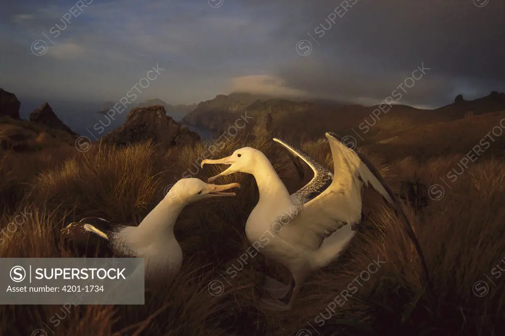 Royal Albatross (Diomedea epomophora) pair courting in tussock grass, Campbell Island, sub-Antarctica New Zealand