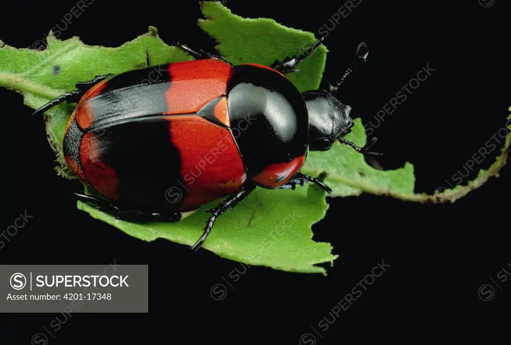 Dung Beetle (Scarabaeidae), Pipeline Road, Panama
