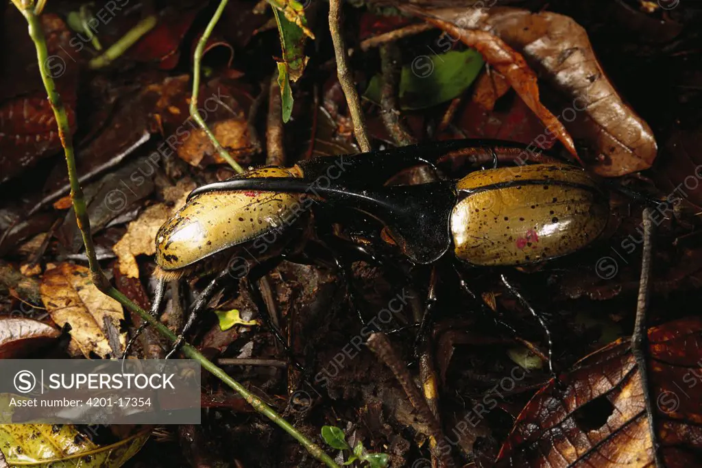 Hercules Scarab Beetle (Dynastes hercules) males fighting over female, winner of fight mates, Guadaloupe