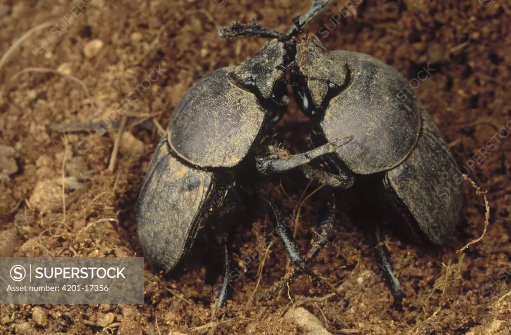 Dung Beetle (Scarabaeidae) pair fighting over dung ball one beetle has buried, Kruger National Park, South Africa