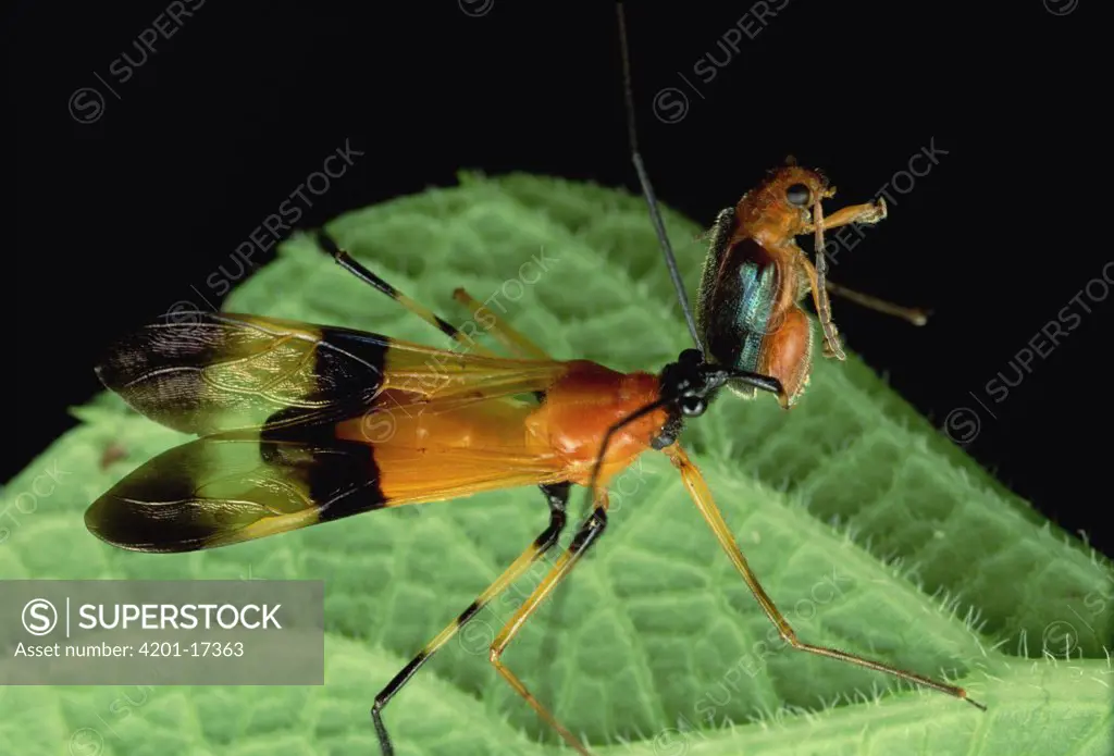 Scorpion Fly eats Flea Beetle, Fortuna National Park, Panama