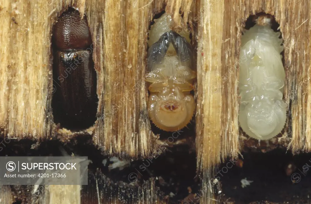 Striped Ambrosia Beetle (Trypodendron lineatum) adult, pupa, and larvae in Douglas Fir (Pseudotsuga menziesii) bark, larvae feed on fungus seen blackening bark surface, Flat Creek, Idaho