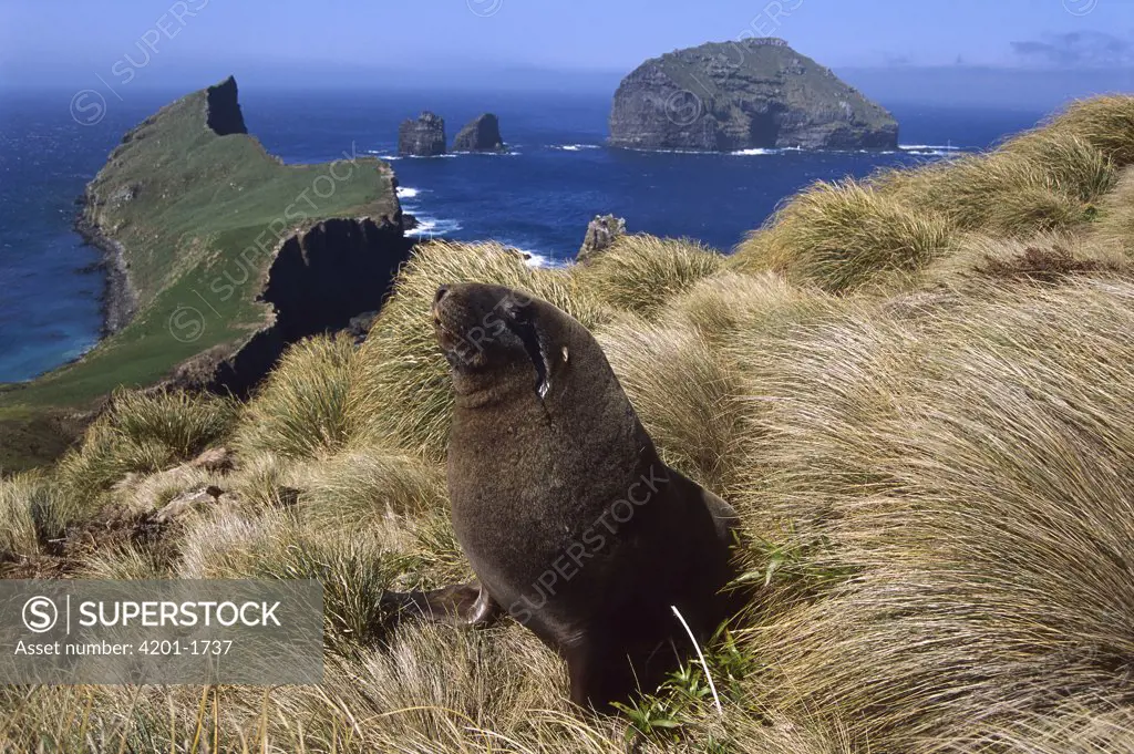 Hooker's Sea Lion (Phocarctos hookeri), young bull searching for females hiding in tussock grass, Enderby Island, Auckland Islands, sub-Antarctic New Zealand