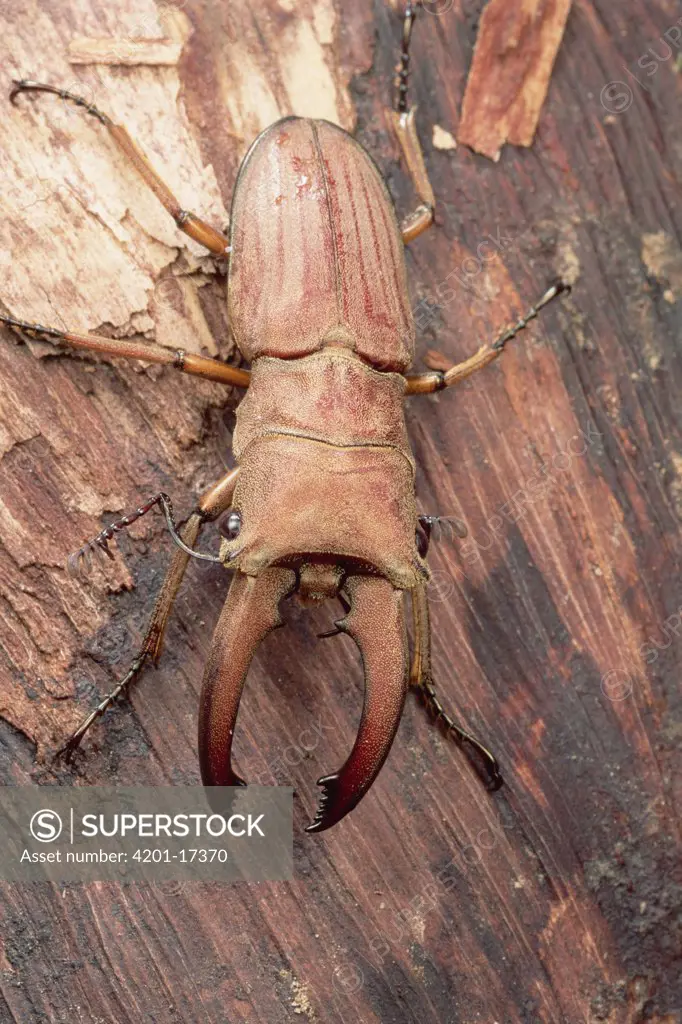 Stag Beetle, Gunung Mulu National National Park, Sarawak, Borneo