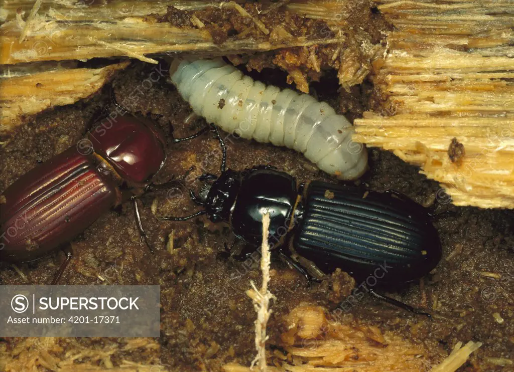Bess Beetle (Passalidae) mated pair in log with offspring, Panama