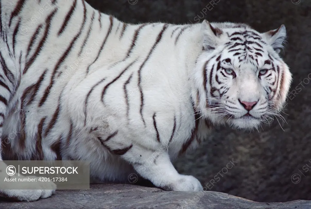 Bengal Tiger (Panthera tigris tigris) portrait, white morph, India