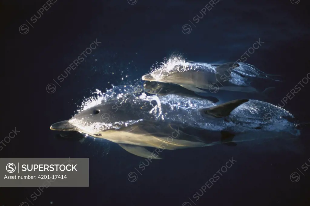 Common Dolphin (Delphinus delphis) mother and baby, North Atlantic