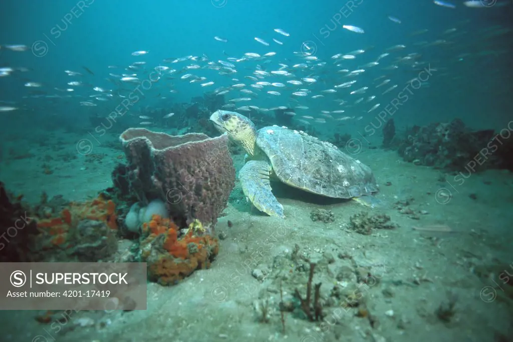 Loggerhead Sea Turtle (Caretta caretta) swimming beside sponge, Grey's Reef National Marine Sanctuary, Georgia