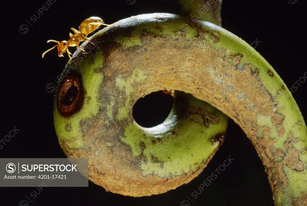 Carpenter Ant (Camponotus schmtzi) on tendril of host Villose Pitcher Plant (Nepenthes villosa) a symbiotic relationship where the ants help host digest insects in exchange for living space, Borneo