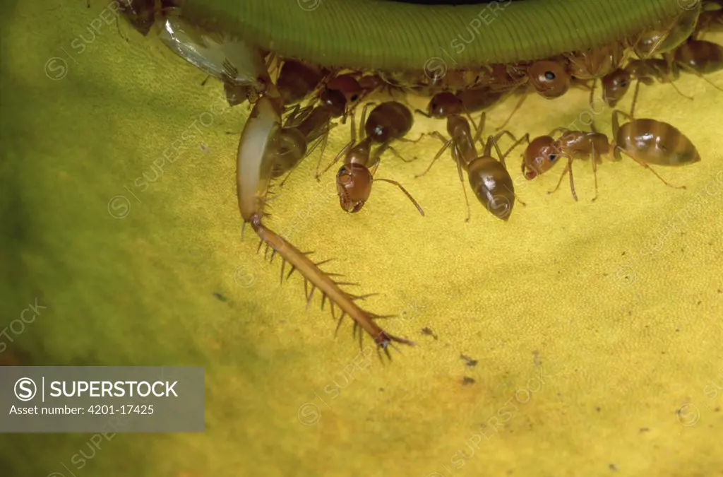Carpenter Ant (Camponotus sp) group safely carry large insects up the slippery walls of a pitcher plant without getting trapped and drowning in the plant's digestive juices
