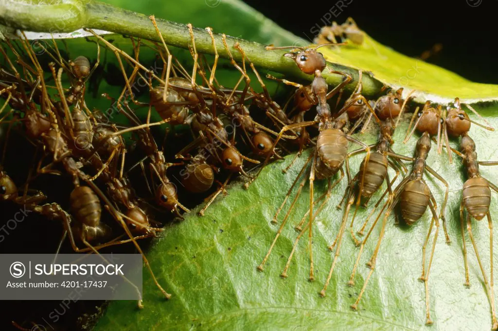 Weaver Ant (Oecophylla longinoda) group grab an adjacent leaf and stem with mandibles and toes and pull, gradually binding them together, Malaysia