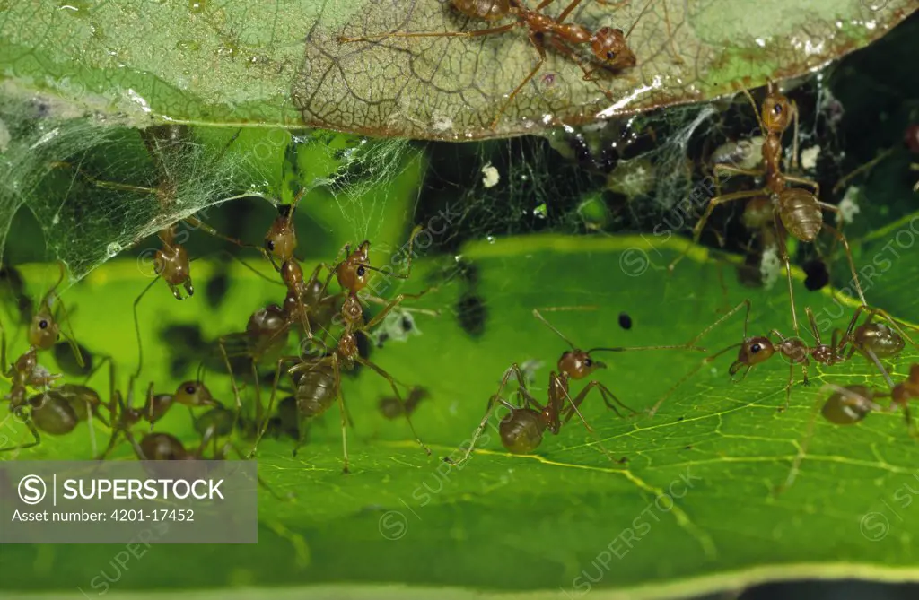 Weaver Ant (Oecophylla longinoda) group using mandibles and silk to bind leaves together, Malaysia