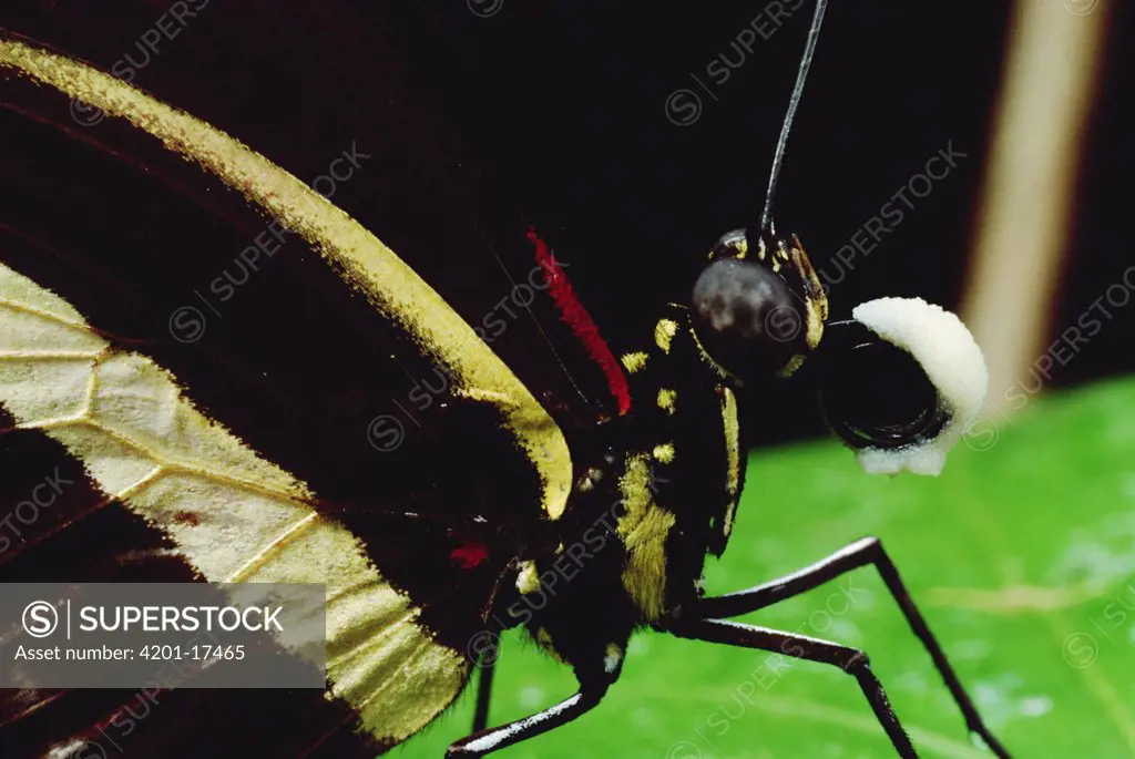 Tiger Longwing (Heliconius hecale) butterfly close-up, side view, Peruvian Amazon