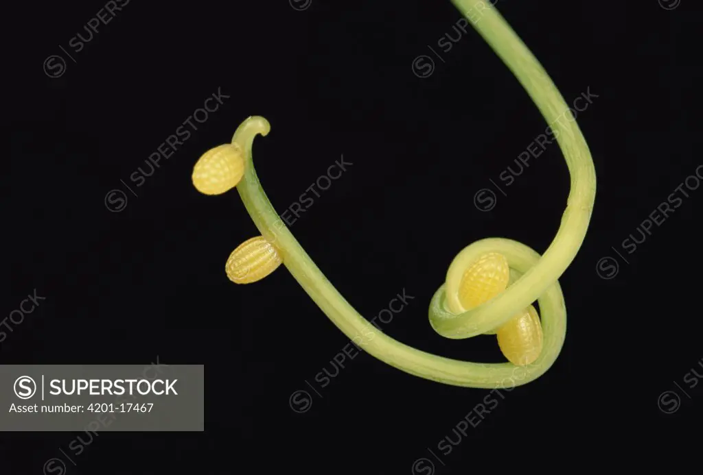 Tiger Longwing (Heliconius hecale) butterfly eggs on plant tendril, Peruvian Amazon