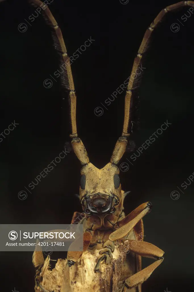 Long Horn Beetle (Sarothrocera sp) portrait, antennae length may exceed body length, Asia