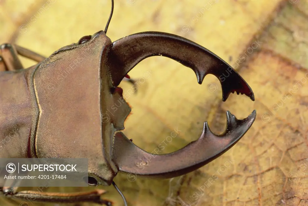 Staghorn Beetle, close-up of head, Wau, Papua New Guinea