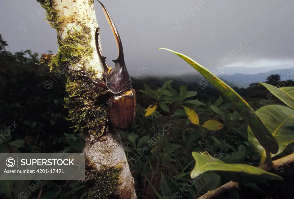 Hercules Scarab Beetle (Dynastes hercules) in rainforest, Fortuna National Park, Panama