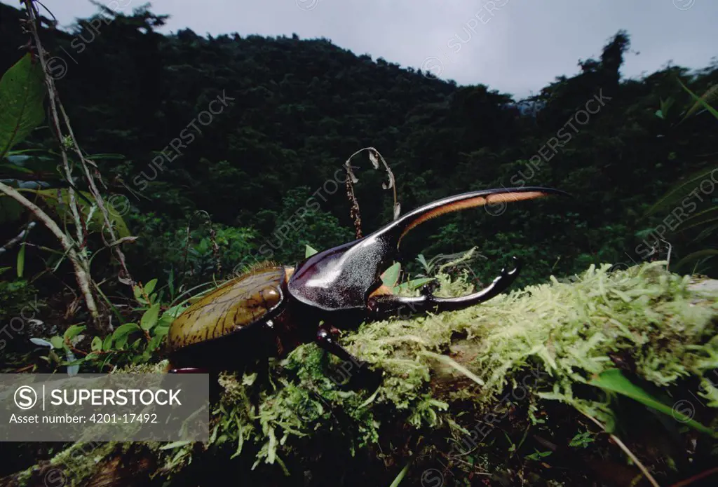 Hercules Scarab Beetle (Dynastes hercules) in rainforest, Fortuna National Park, Panama