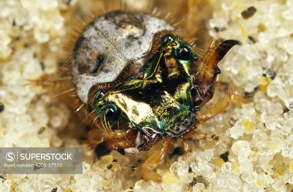 Northern Beach Tiger Beetle (Cicindela dorsalis dorsalis) larva in its burrow, Martha's Vineyard, Massachusetts