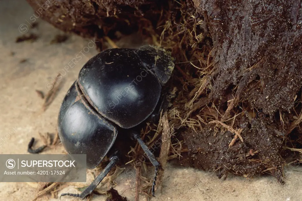 Dung Beetle (Scarabaeidae) an endangered variety gathering dung, South Africa