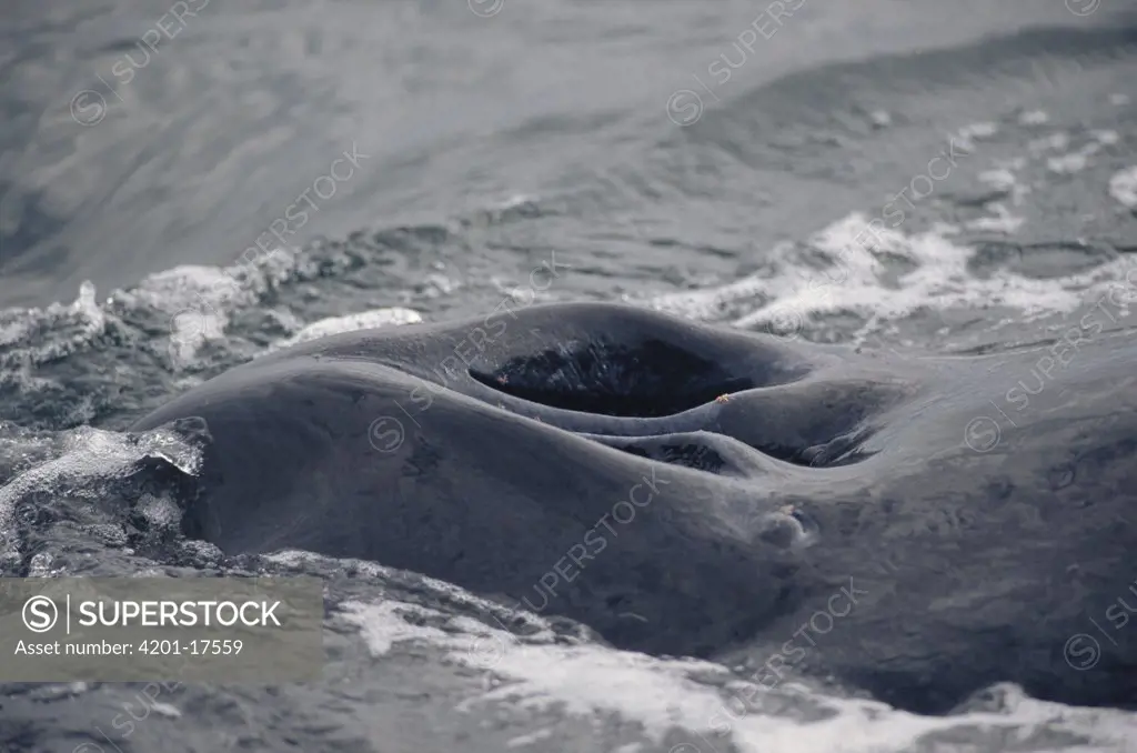 Humpback Whale (Megaptera novaeangliae) blow hole, Southeast Alaska