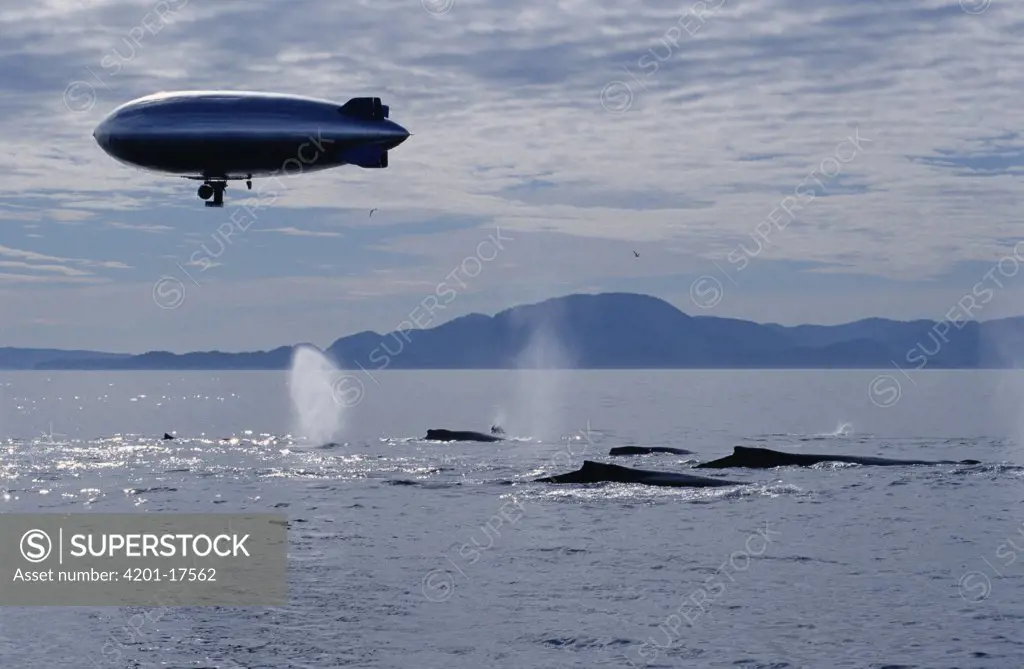 Humpback Whale (Megaptera novaeangliae) group photographed by BBC film crew with remote camera mounted on air ship, Southeast Alaska