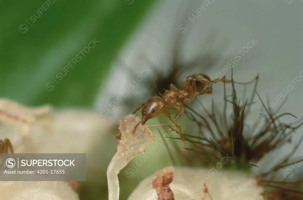 Ant (Allomerus sp) parasite sterilizes Cordia (Cordia nodosa) host tree by dismantling flowers, with energy diverted from reproduction, tree grows larger providing more room for ants, Peru