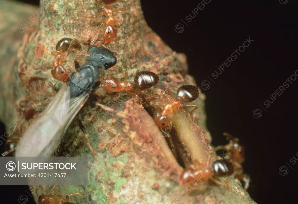 Round Bodied Parasitic Ant (Cataulacus mckeyi) cannot enter rainforest Legume (Leonardoxa africana) host tree through narrow opening to Protector ant (Petalomynex phylax) nest, West Africa