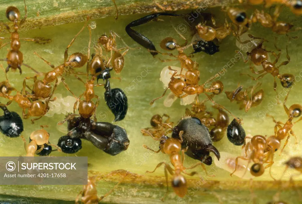 Ant (Allomerus sp) group dismember corpses of their enemies within the hollow branches of Cordia (Cordia nodosa) host tree, Peru
