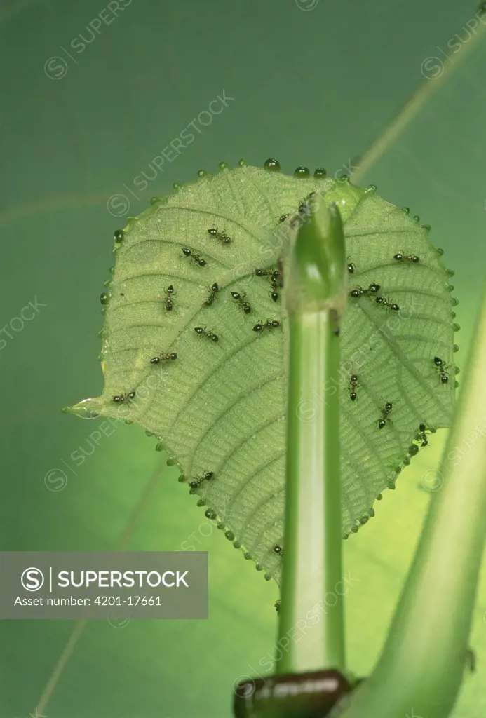 Ant workers lured by sugary rewards along the margins of young Macaranga leaves, patrol and protect leaves from Beetles and other herbivores