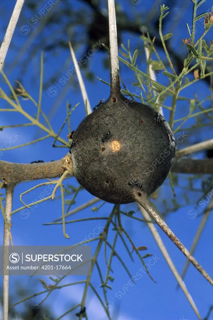 Whistling Thorn (Acacia drepanolobium) tree, the thorn is occupied by parasitic Ant (Tetraponera penzigi) parasite causes tree to look bare and sickly, Africa