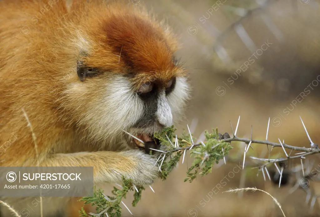 Patas Monkey (Erythrocebus patas) eating swollen base of Whistling Thorn (Acacia drepanolobium) acacia tree thorn occupied by Parasitic Ant (Tetraponera sp) parasite causes tree to look bare and sickly, Africa