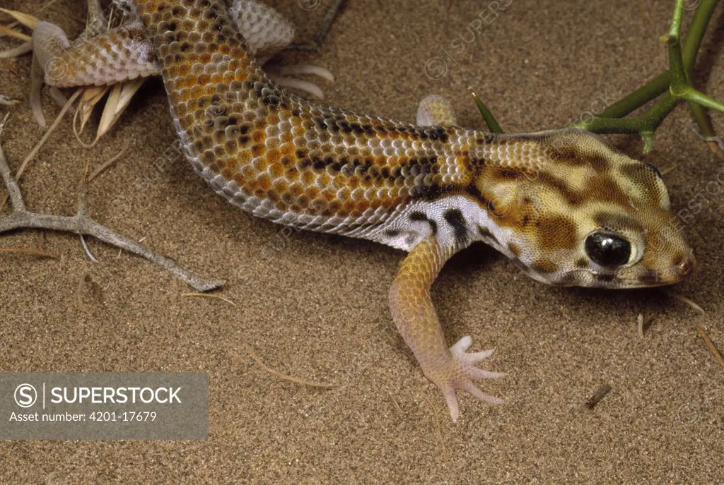 Common Wonder Gecko (Teratoscincus scincus) on dunes near Kerman, Iran
