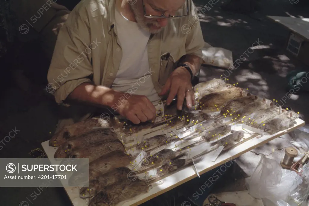 Biologist Jim Patton pinning fresh rodent specimens, Aaabshar-rayen, Iran
