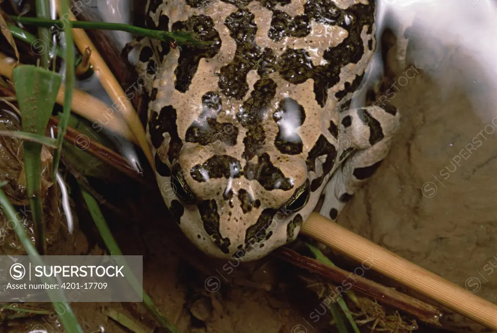 Viridis toad (Bufo viridis) portrait, Kerman Province, Iran