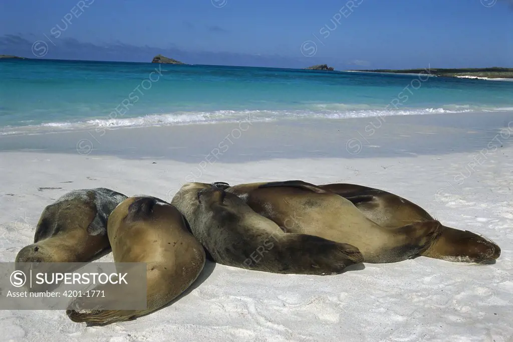 Galapagos Sea Lion (Zalophus wollebaeki) group sleeping on beach, Espanola Island, Galapagos Islands, Ecuador