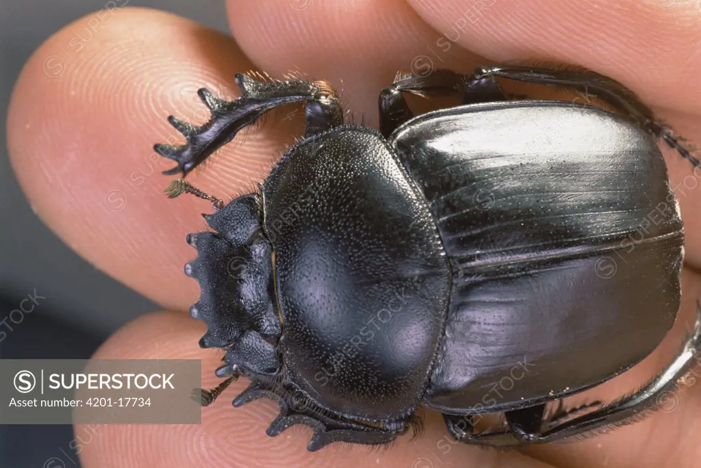 Dung Beetle (Sarabaeidae) hled by researcher, Zabul, Iran