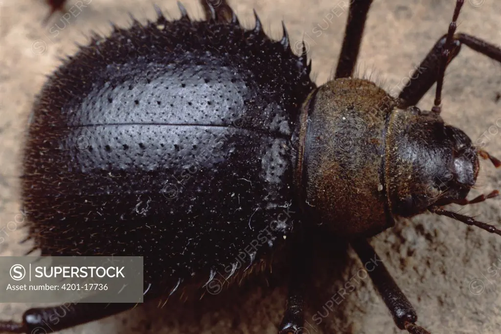 Spiny Darkling Beetle, Bandar Abbas, Iran